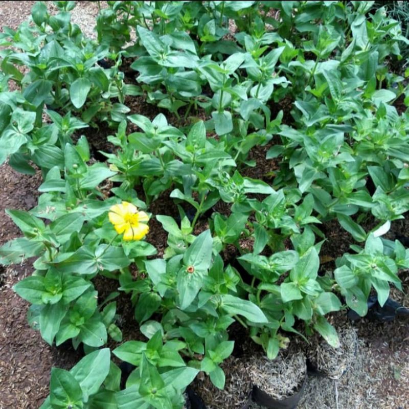 Bibit tanaman hias bunga kertas / pohon hias kembang kertas