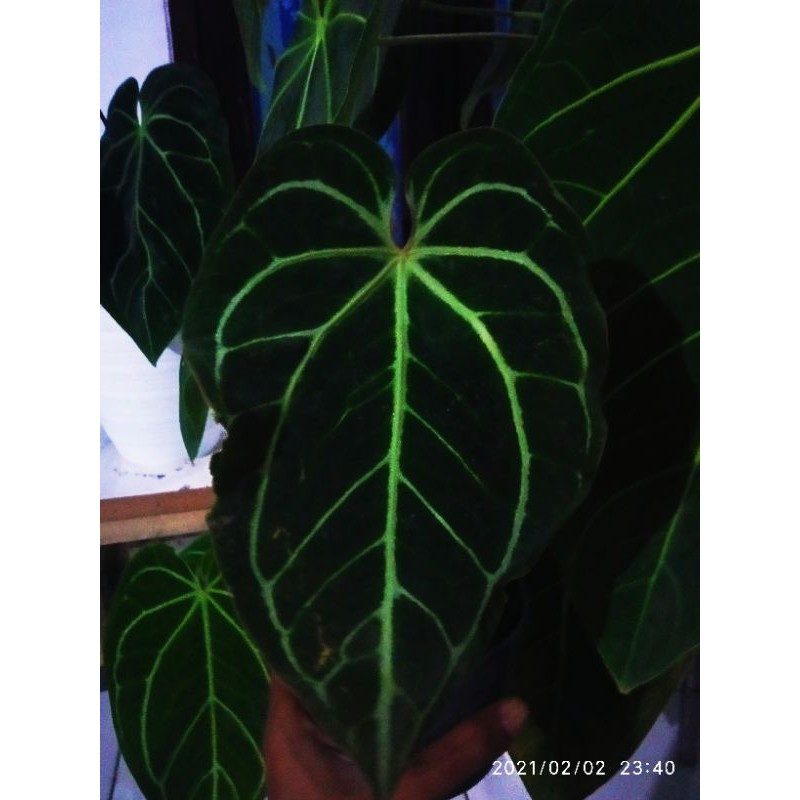 anthurium kuping gajah crystallinum red ( colect kuping gajah )