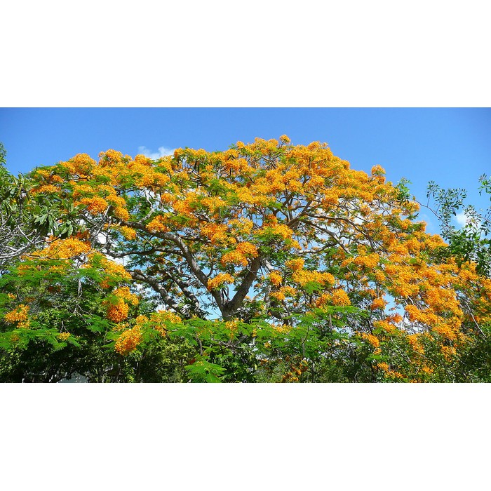 10 Benih Tabebuya Kuning