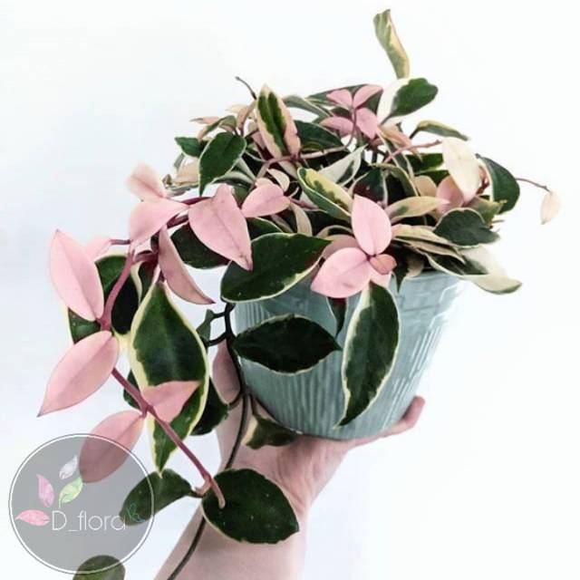 Hoya carnosa Crimson Queen - tanaman gantung hoya carnosa