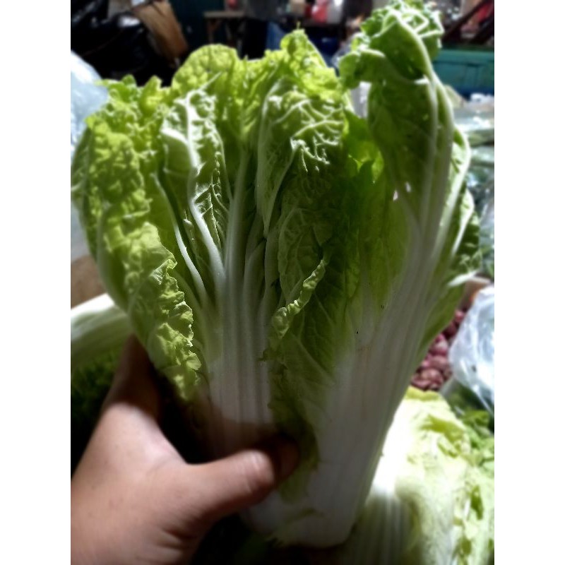 

sawi putih yg masih seger & fresh