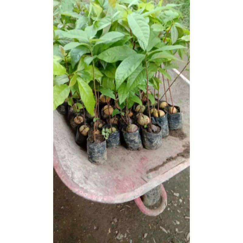 paket 10bibit alpukat sedling.