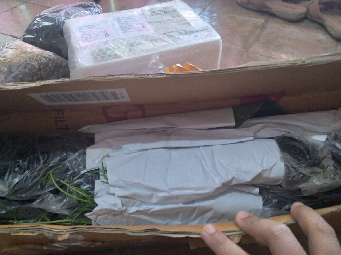 Bibit Tanaman Herbal Serai Bumbu Sere