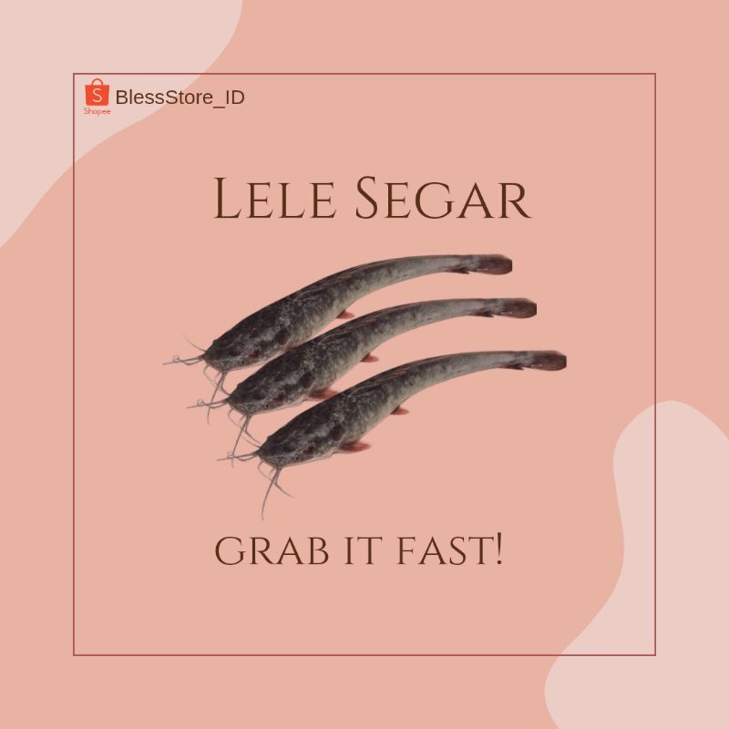 

Ikan Lele Segar