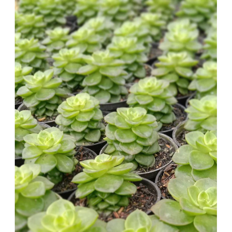 sukulen Grapto lilin