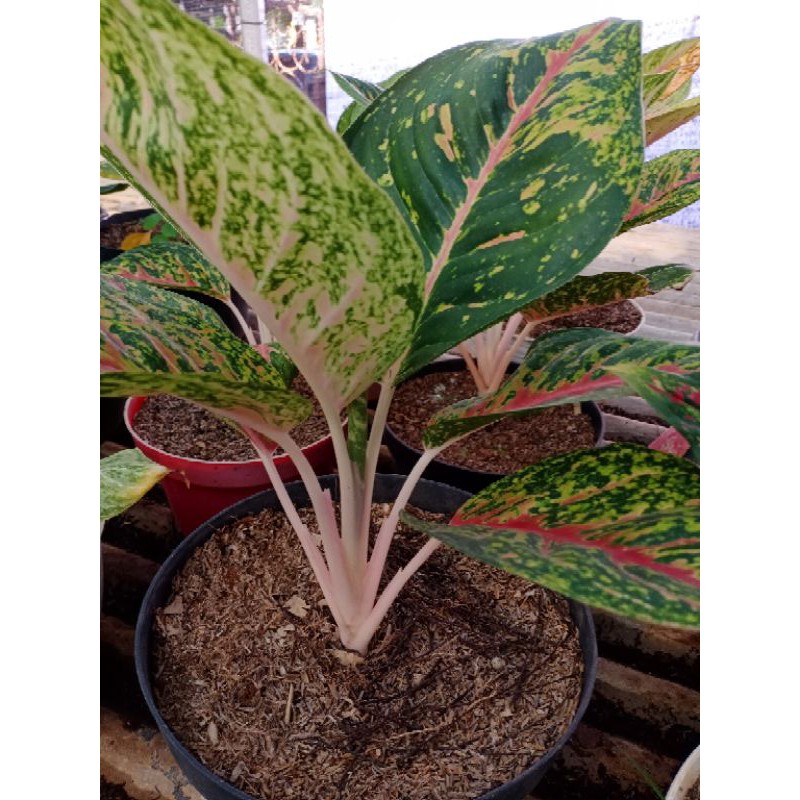 Aglonema bigroy indukan super murah