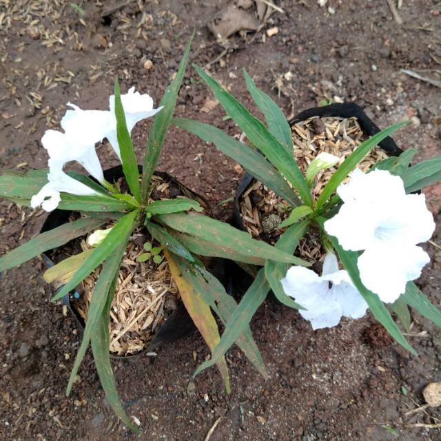 Tanaman hias rawelia bunga putih