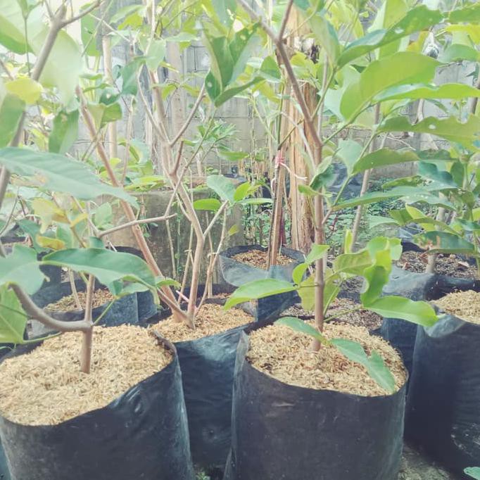 *-* Bibit Cangkok Jambu Air Madu Deli Dan Citra Ng3Trend