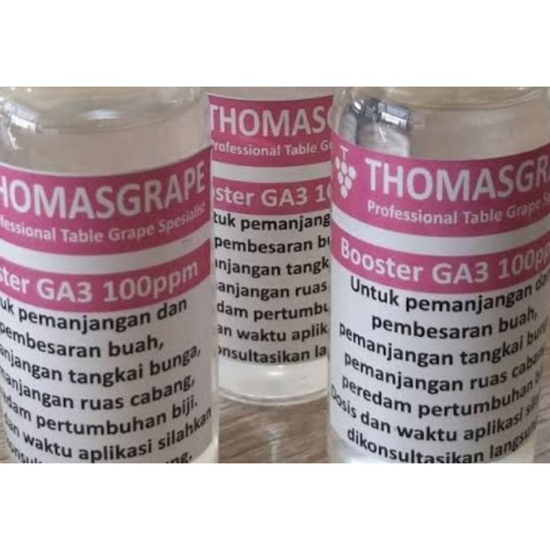 Booster GA3 tanaman anggur Thomasgrape