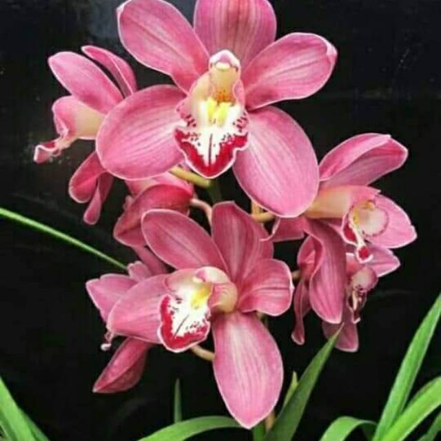 

Cymbidium Australi