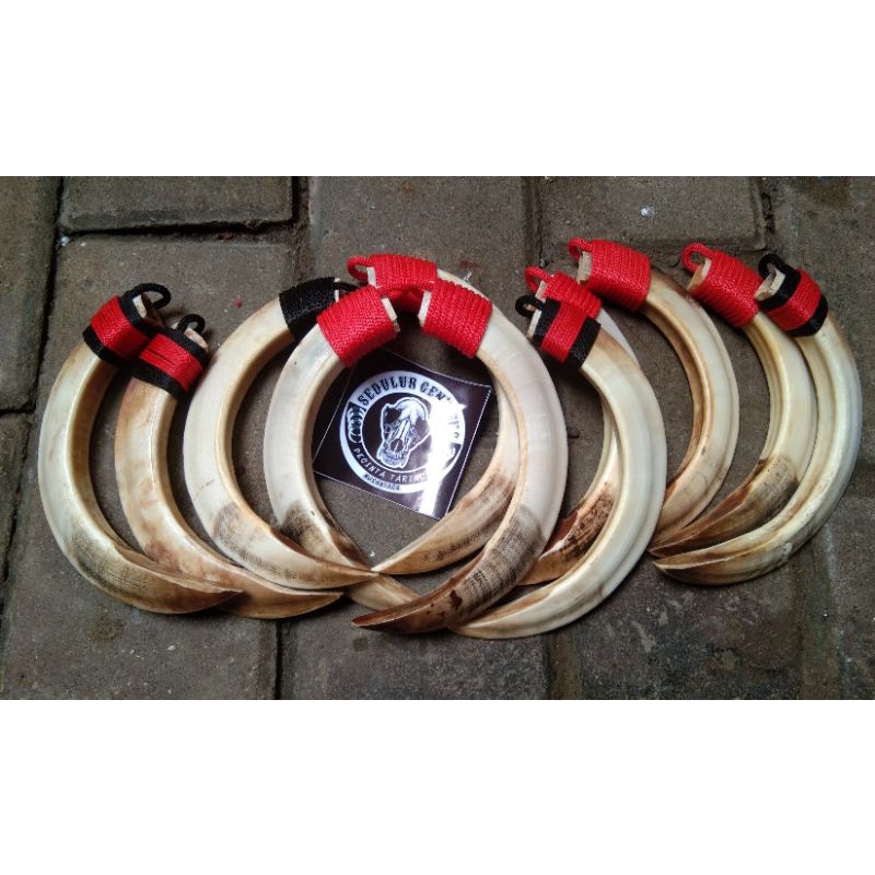 Kalung Taring babi Asli 14CM Jumbo