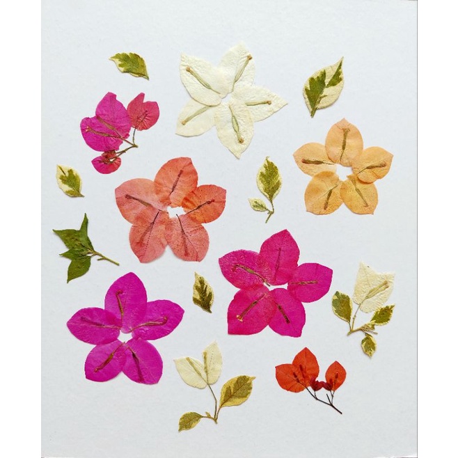 Pressed Bougenville Flower - Oshibana - Dried Flower - Bunga Kering
