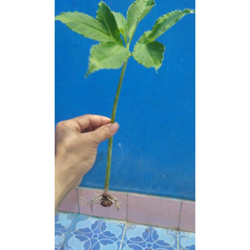 Bibit Porang cabutan dari katak dan umbi kiloan