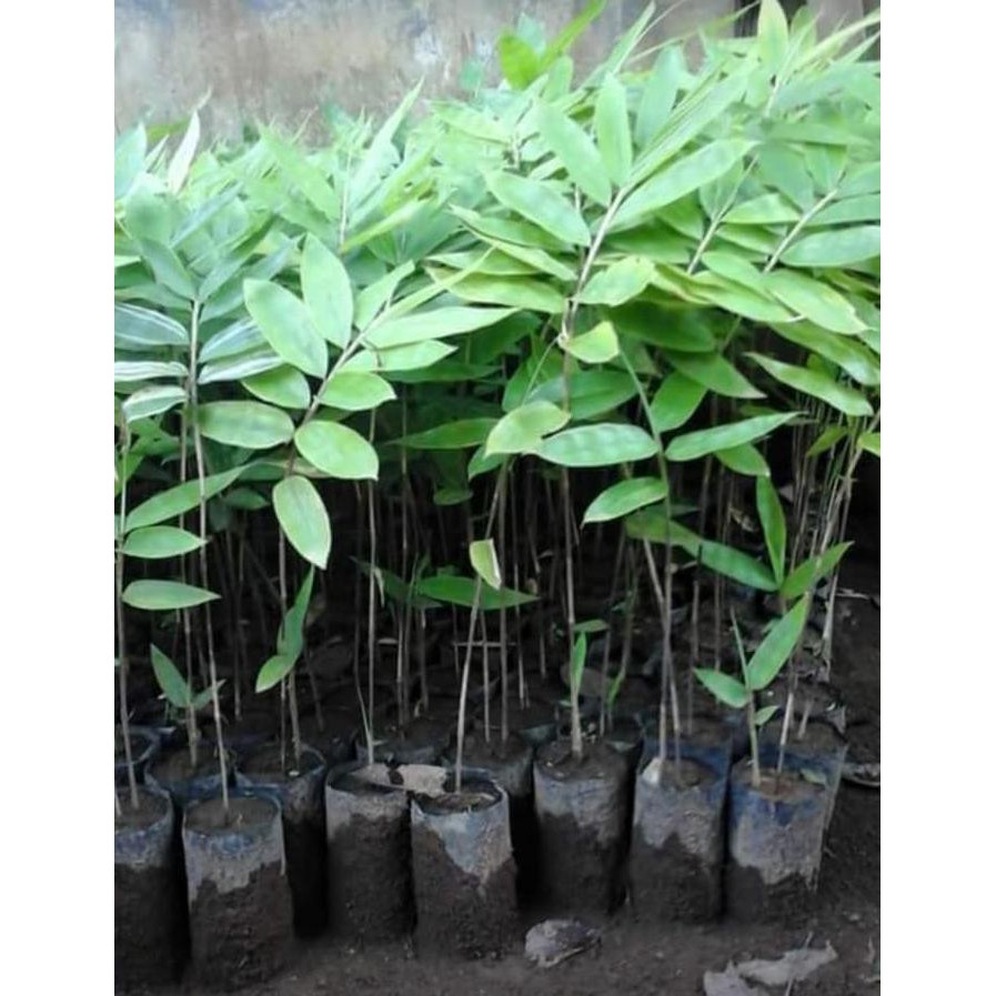 Harga Bambu Petung Per Batang Desain Rumah Idaman