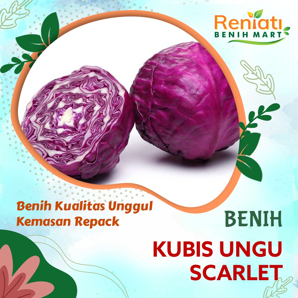 10 biji benih kubis ungu scarlet - benih sayuran kubis ungu F1