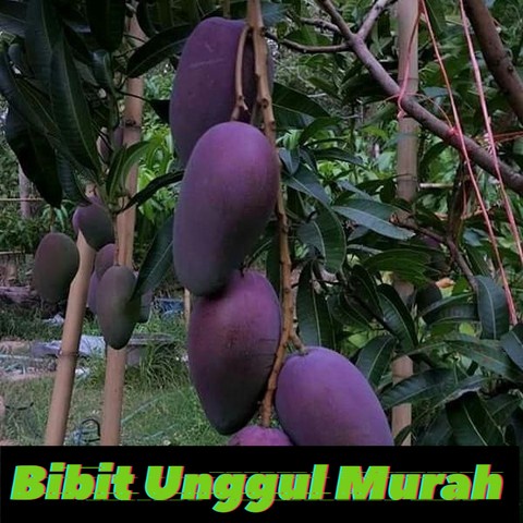 bibit mangga Irwin