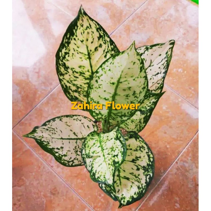 Aglonema Dud White/Aglaonema Dud White Dewasa