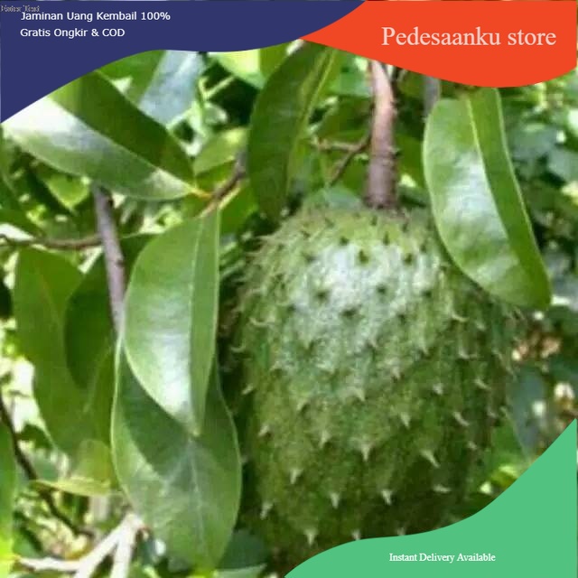 

TERMURAH DAUN SIRSAK SEGAR POHON TINGGI 100 LEMBAR