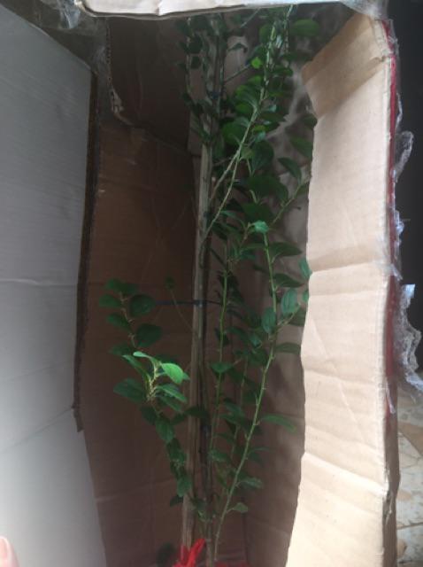 Pohon Bidara Arab - Bidara Arab Sidr Ruqyah Tinggi 50cm