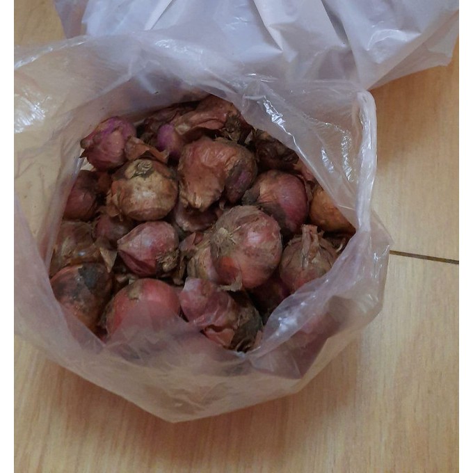 

BAWANG MERAH