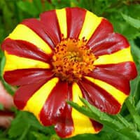 Benih Bibit Biji - Bunga Marigold (French) Jolly Jester Flower Seeds - IMPORT