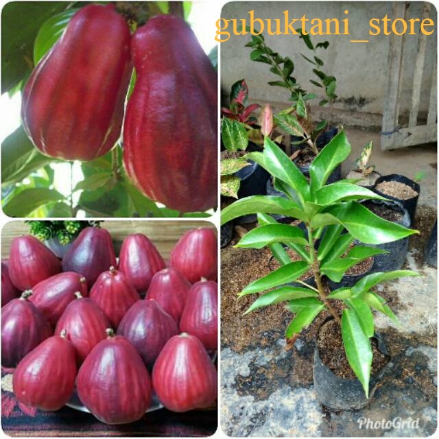 Bibit Jambu Jamaika Super Jumbo Dan Cepat Berbuah