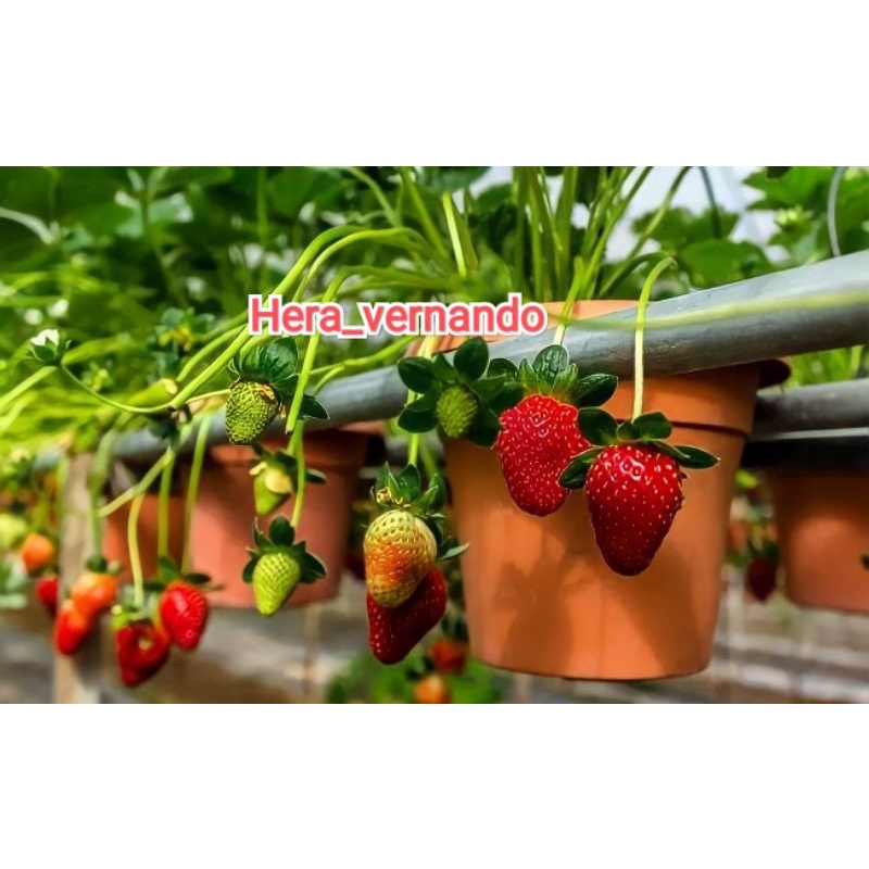 Bibit Strawberry Jumbo Manis cepat berbuah