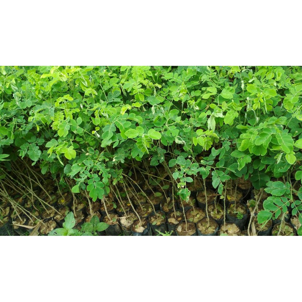 Bibit Trembesi 10 Bibit