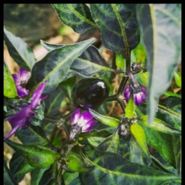 Bibit cabe rawit ungu/bibit cabai rawit ungu