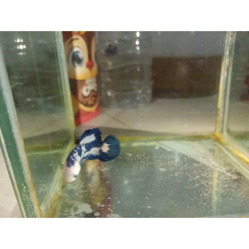 

cupang blue rim