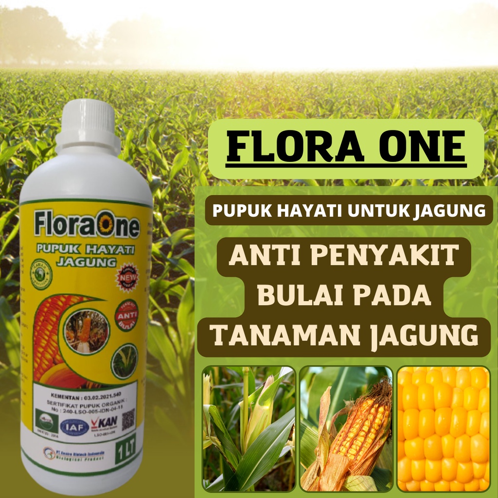 Pupuk jagung cair, pupuk cair organik untuk tanaman jagung anti bulai, floraone pupuk hayati
