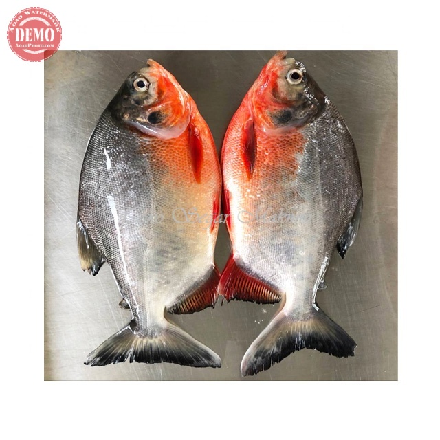 

Ikan Bawal Segar Bawal Air Tawar 1Kg