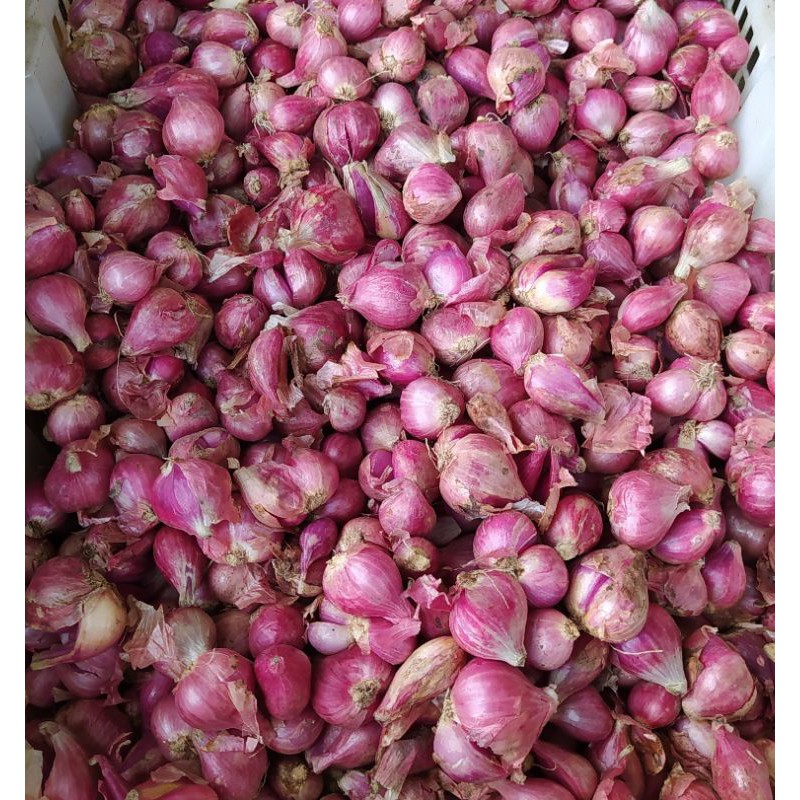 

bawang merah brebes