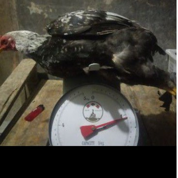 

Ayam Kampung Muda / Bakakak Ayam Kampung Asli Per Dua Ekor