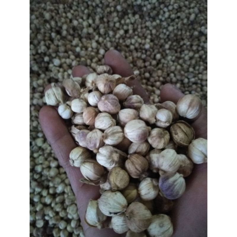 

kapulaga perbiji harga 200