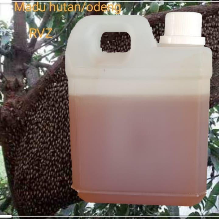 

Madu Odeng || Madu Lebah Hutan || Lebah Apis || Lebah Dorsata || Madu Alami 100% Asli || Herbal