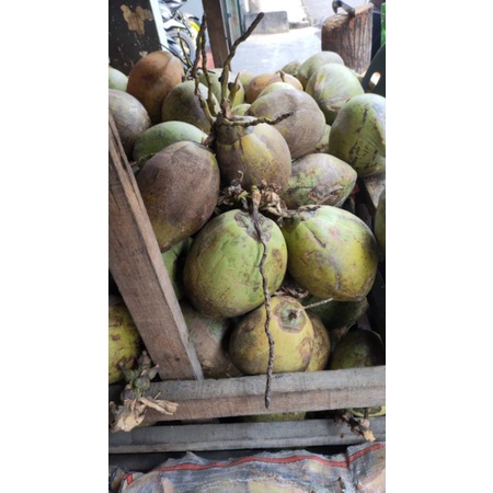 

kelapa sultan