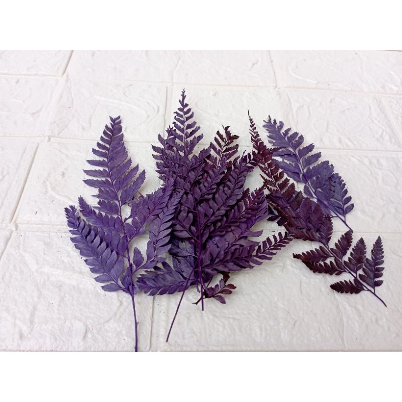 DAUN PAKIS KERING / PRESSED LEATHER LEAVES WARNA Pink Hijau Ungu