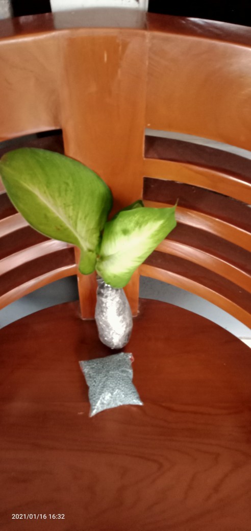 Tanaman Hias Diffenbachia Camille