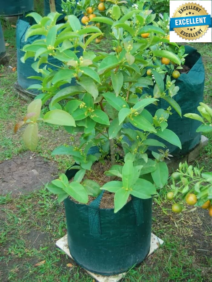 Planter Bag 50 Liter