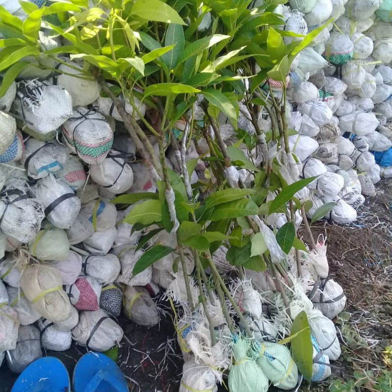 PAKET BIBIT BUAH MANGGA