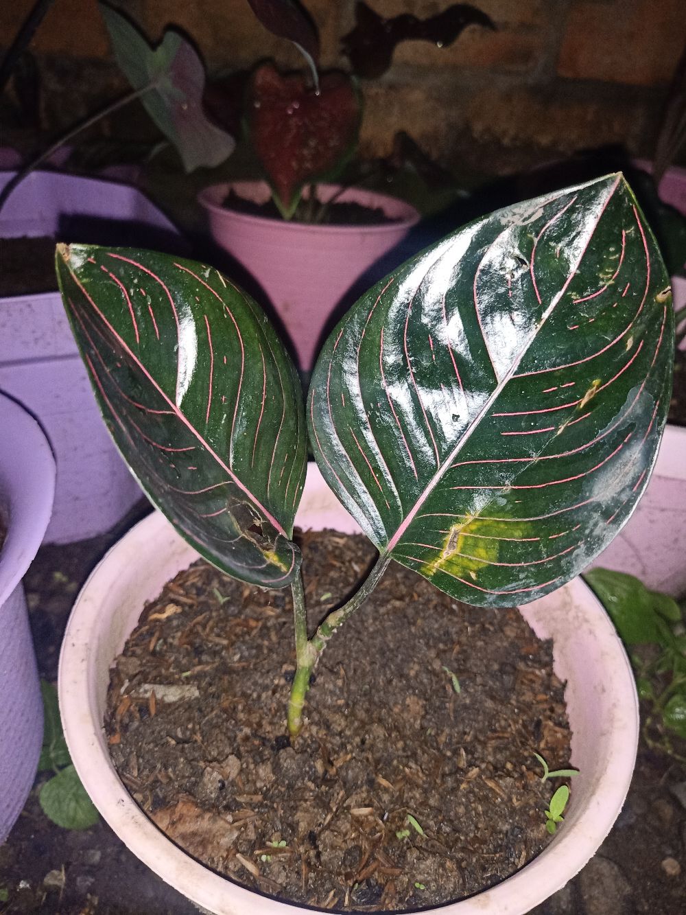 Aglonema Rotundum Aceh 2daun Reamja