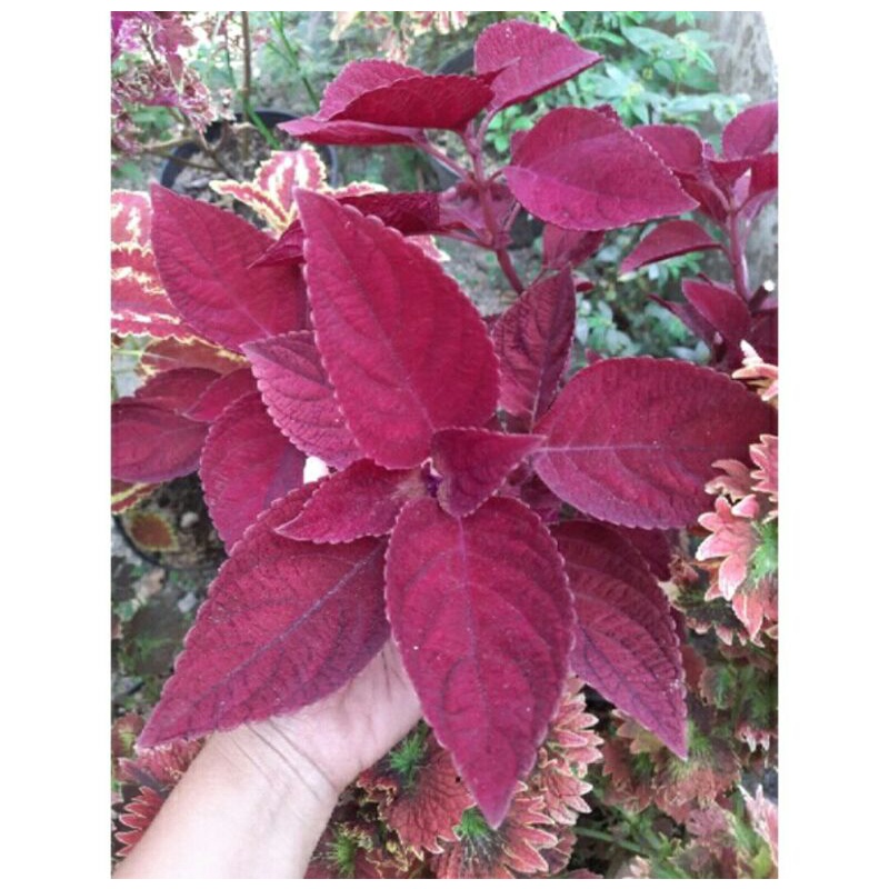 Miana Cepot / Miana Merah