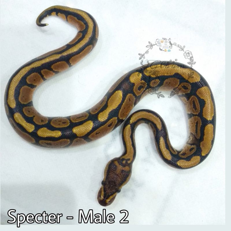 Ball Python BP Specter MALE baby size +/- 35 cm