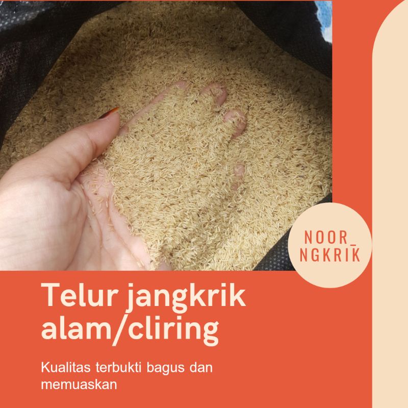 

[SIAP COD] TELUR JANGKRIK ALAM BERAT 400 gr BERGARANSI