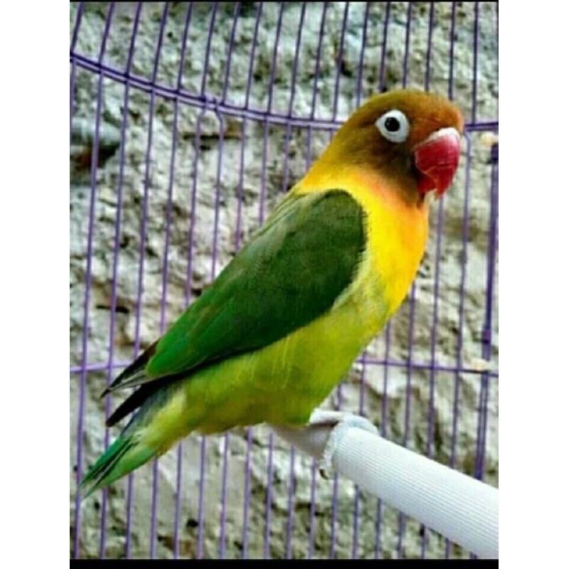 lovebird josan
