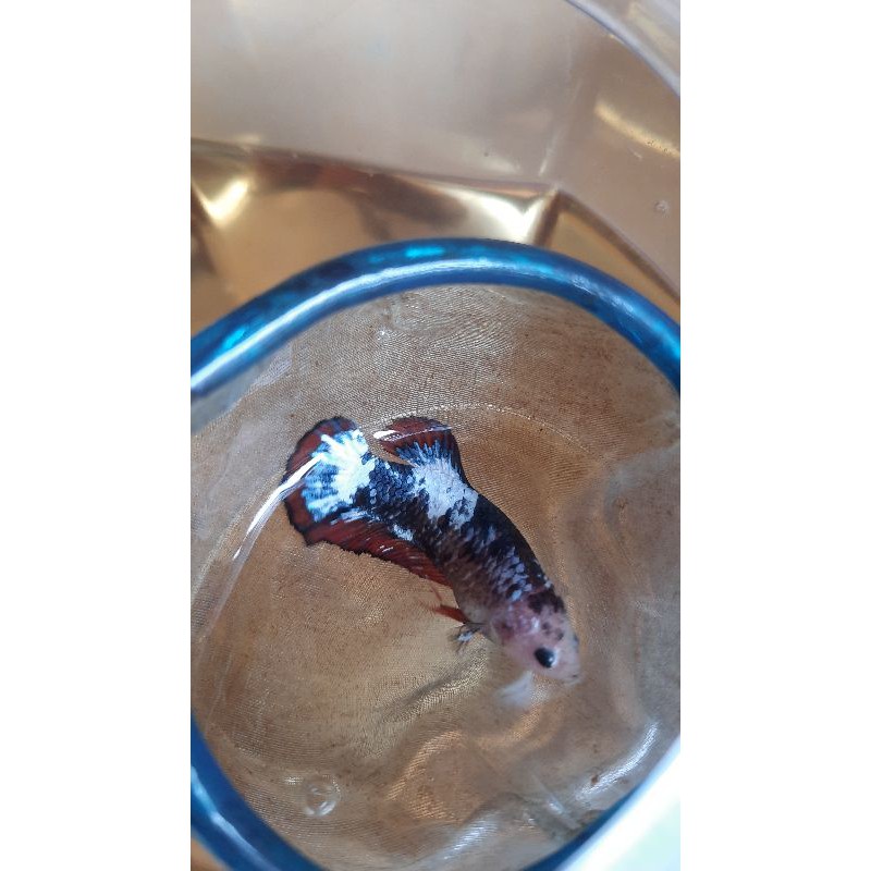 Famale cupang plakat koi