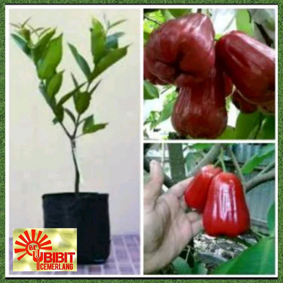 PREMIUM BIBIT JAMBU LILIN MERAH @_#