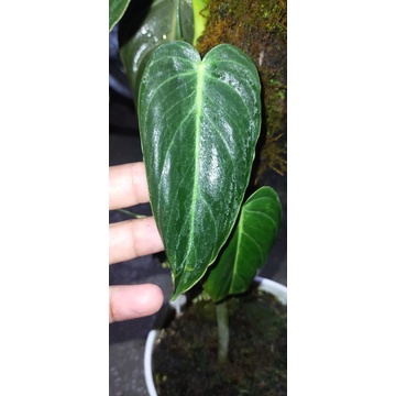 philodendron melano melanocrysum narrow