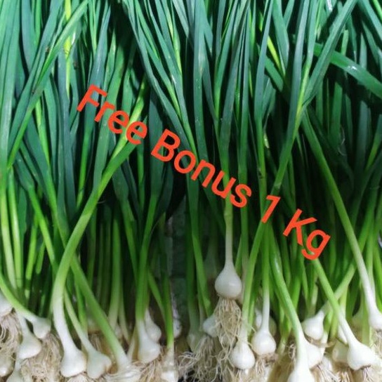 

Daun Bawang Son Uk 250gr + Gratis Bonusa